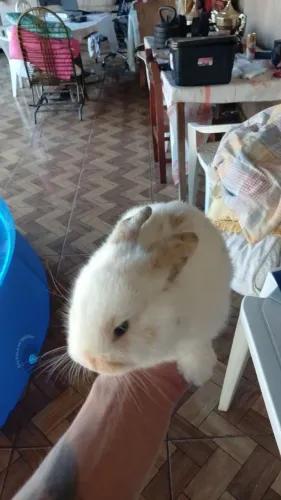 Hamster sírio