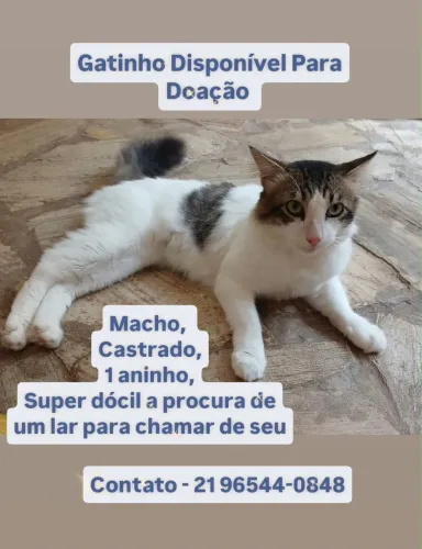 Gato para adoção