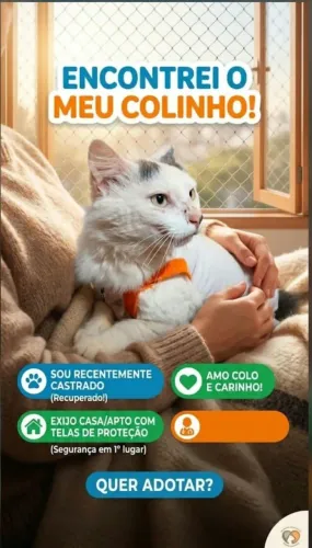 Gato pra doação capao da imbuia *