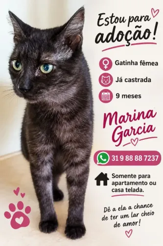 Gata castrada para adoção