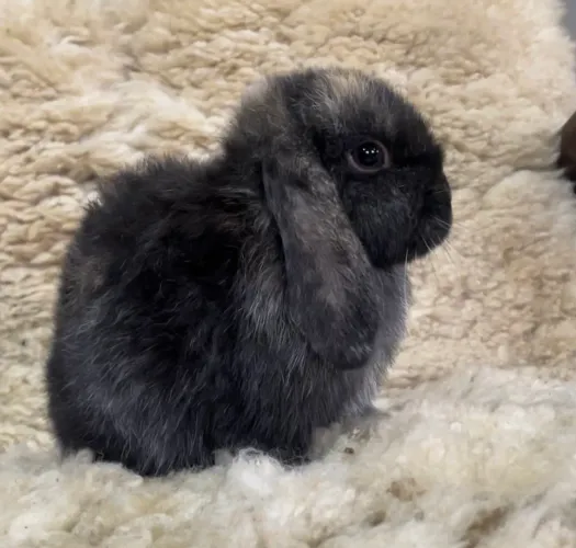 Mini Lop Filhote macho