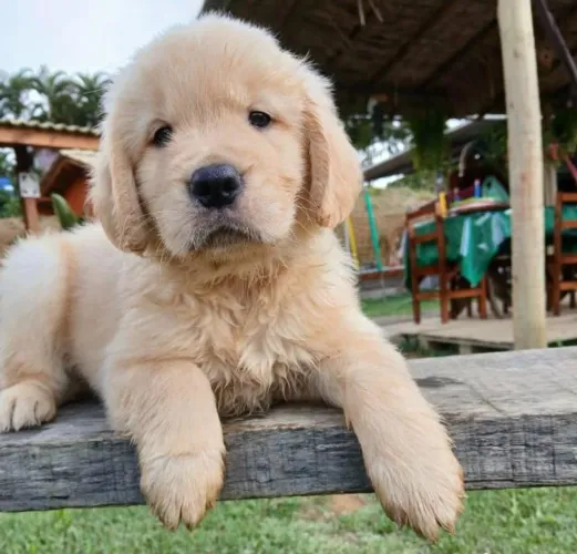 Lindos filhote de Golden Retriever, Vacinados, Vermifugados , Fofos