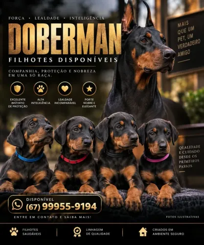 Canil Doberman