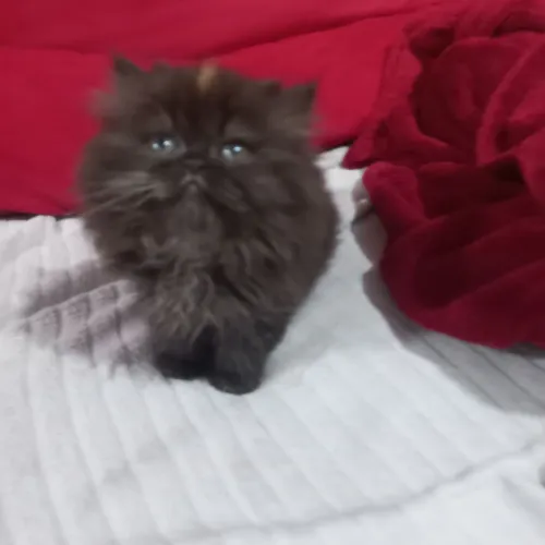 Filhote de gata persa fêmea