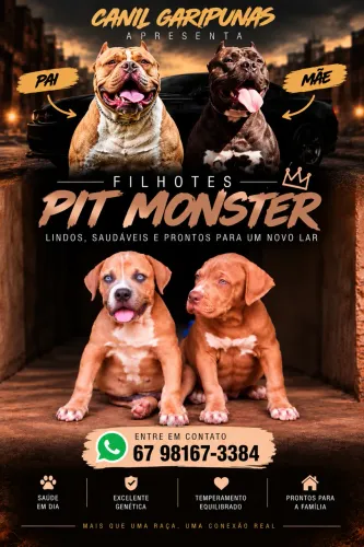 ÚLTIMAS UNIDADES! Filhotes Pit Monster