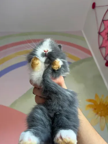 Mini coelhos- Netherland- Mini loop- Mini Lion 