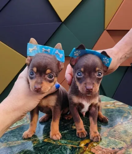 Pinscher Chocolate Disponível