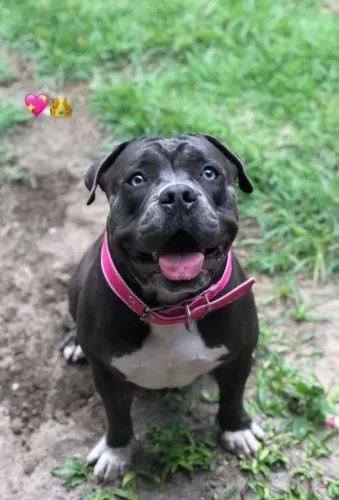 Vendo American Bully POKECT Fêmea adulta 