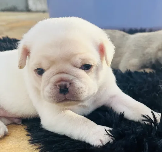 Pug branco 