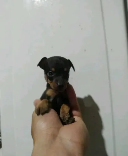Miniatura pinscher