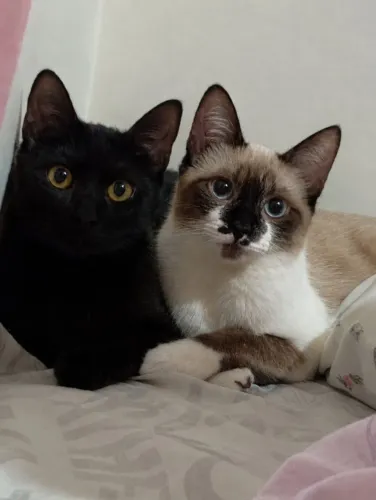 Doação de gatas