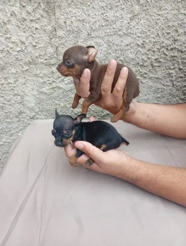 Pinscher Zero MACHO entrega imediata pra Campinas