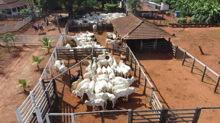 Fazenda dupla aptidão, terra de cultura, 48 alqueires, fazenda extra toda no braquiária 