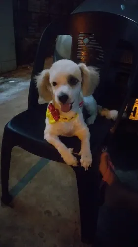 Poodle fêmea 