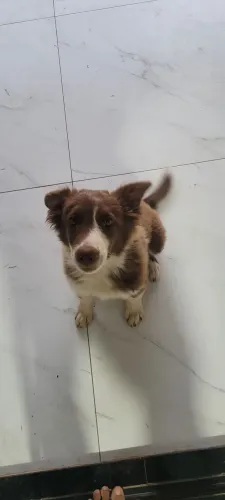 Border collie filhote