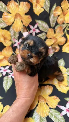 Yorkshire Terrier Macho - Reserve ja o seu Menino.