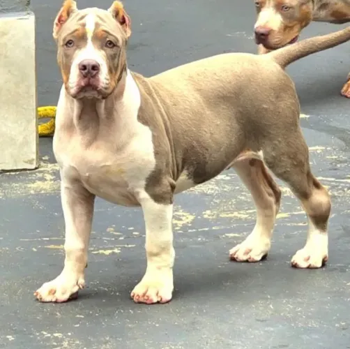 Cachorro Pit Monster - Veio do canil Best Bull Kenner- Macho nasceu dia 06.02.2026 - Tem 4