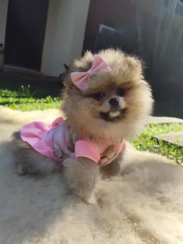 Lulu da Pomerânia fêmea