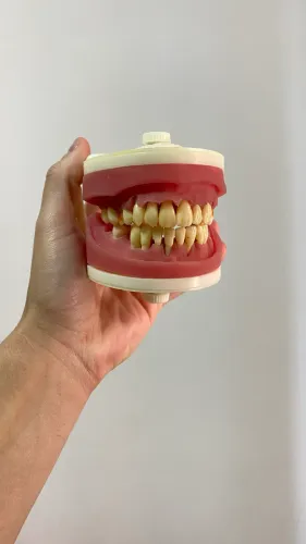 Manequim de periodontia Pronew