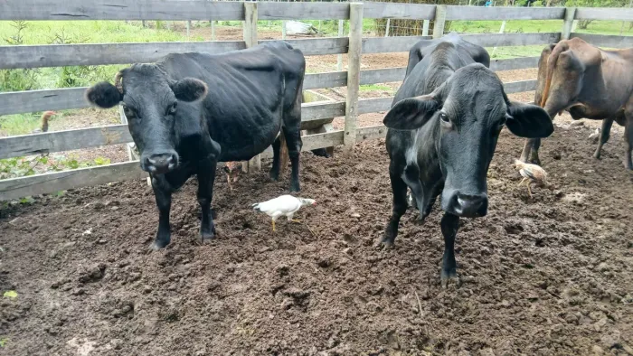 Vaca de leite 
