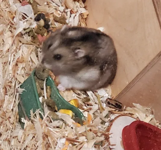 Hamster anao russo