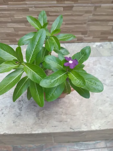 Plantas
