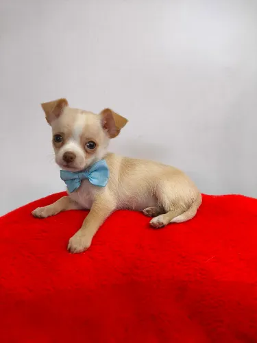 Chihuahua filhote machinho micro