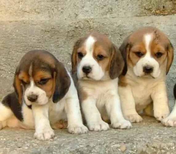 Beagle Mini Filhotes Muito Carinhosos. 