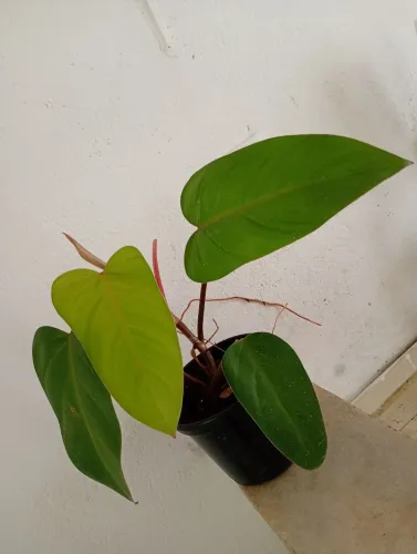 Planta filodendro roxo 