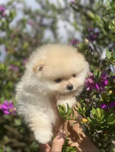 Spitz alemão Você não vai acreditar nesse filhote maravilhoso