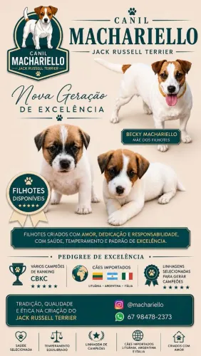 Jack Russell Terrier