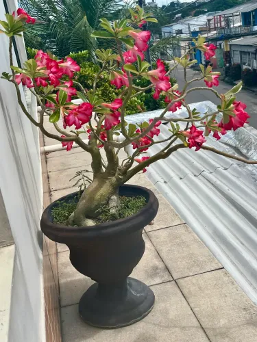 Planta rosa do deserto em vaso grande