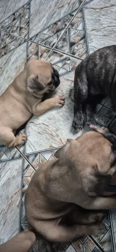 Filhotes buldogue francês