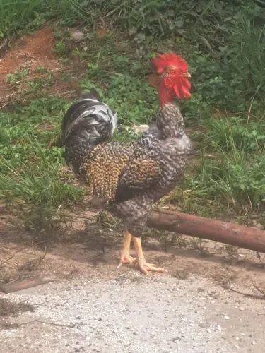 Galo polaco carijó
