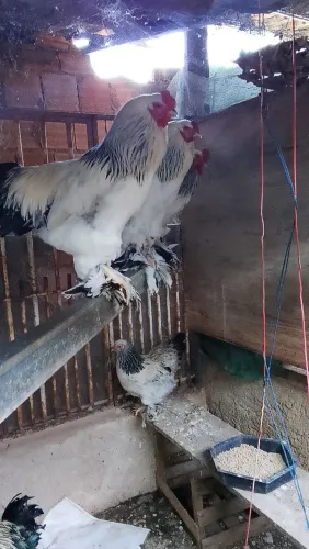 Aves galo Raca Brahma