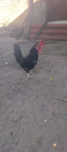 Vendo galinho