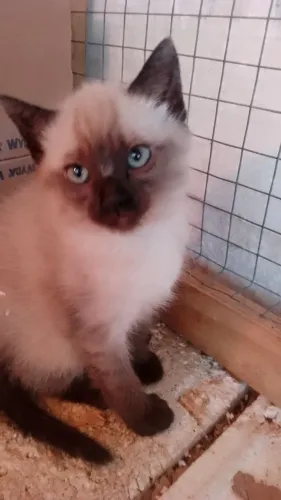 Gato siamês