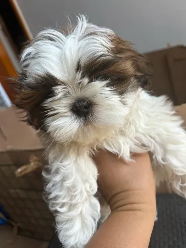 Cachorro