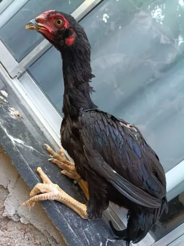 Frangos mura