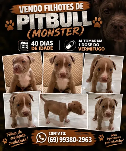Filhotes de pittbull (monster)