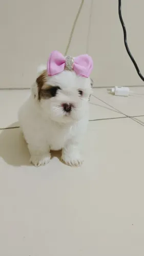 Amor de quatro patas