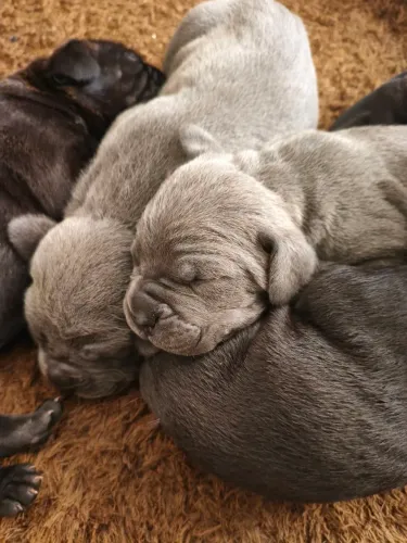 Cane corso