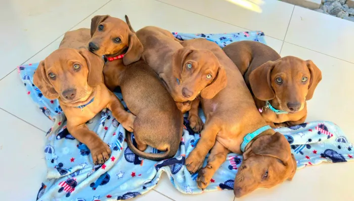 Vendo filhotes de dachshund (salsicha)