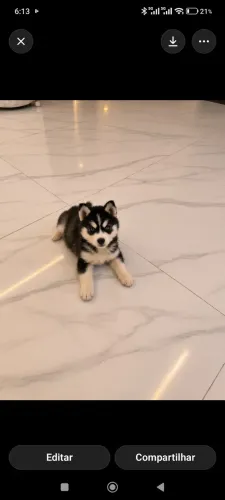 Cachorro husky siberiano 2 meses