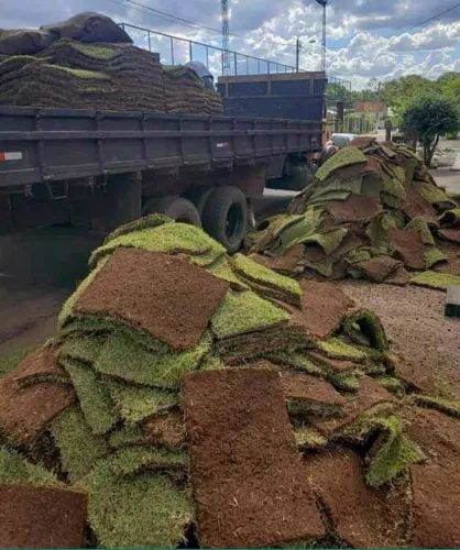 Gramas verde de ótima qualidade!