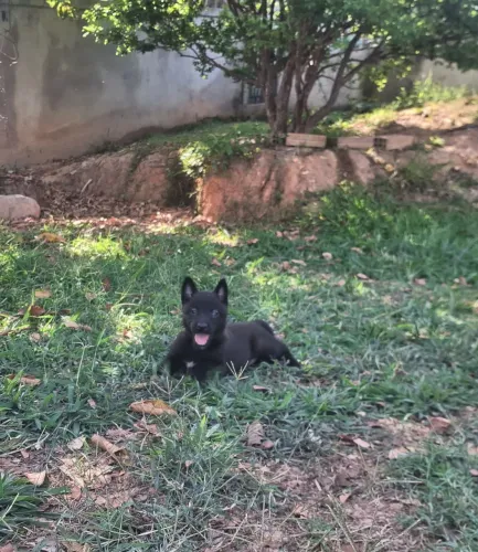 Pastor belga malinois