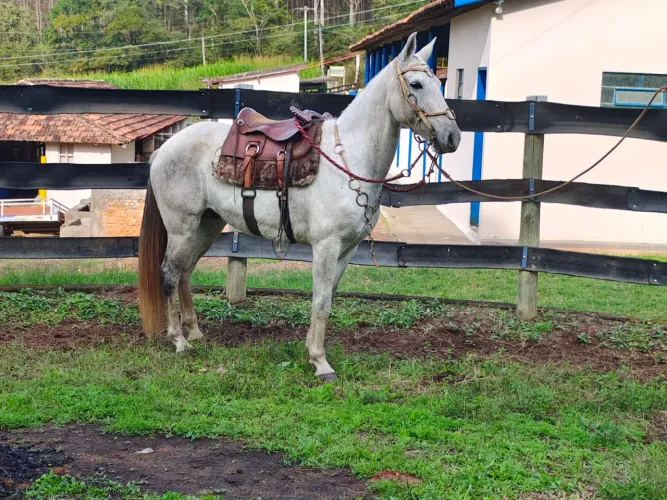Cavalo para passeio / lida.