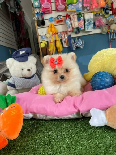 Spitz alemão fêminha uma princesinha disponível