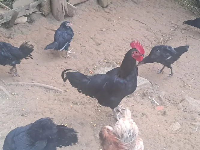Franguinhos caipira 