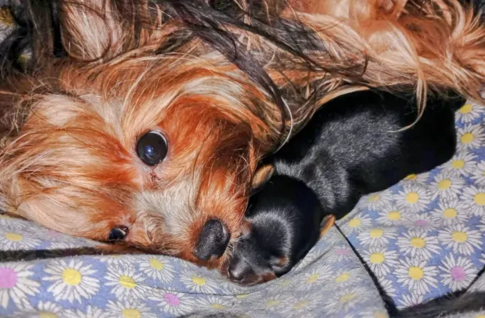 Filhotes de Yorkshire 